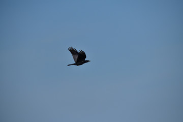 Silhouette Flock of common ravens black flies in the sky