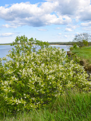 view of the sea from a rocky coast, with coastal plants in the foreground