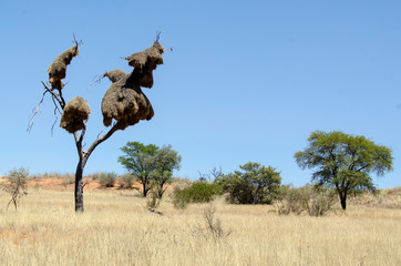 Républicain social,.Philetairus socius, Sociable Weaver, Parc national Kalahari Gemsbok, parc transfrontalier de Kgalagadi, Afrique du Sud