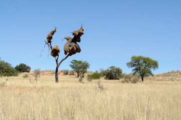 Républicain social,.Philetairus socius, Sociable Weaver, Parc national Kalahari Gemsbok, parc...