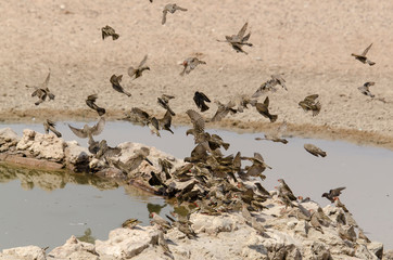 Républicain social,.Philetairus socius, Sociable Weaver, Parc national Kalahari Gemsbok, parc transfrontalier de Kgalagadi, Afrique du Sud