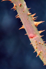 Autumn rainy day on my garden