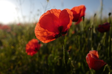 Naklejka premium muszla