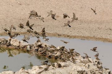 Républicain social,.Philetairus socius, Sociable Weaver, Parc national Kalahari Gemsbok, parc transfrontalier de Kgalagadi, Afrique du Sud