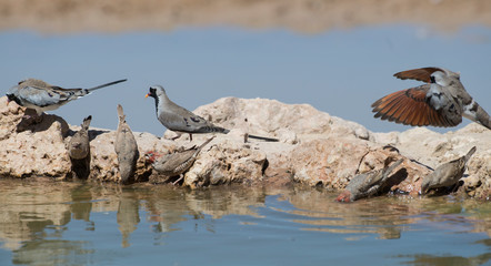 Tourterelle masquée,.Oena capensis, Namaqua Dove