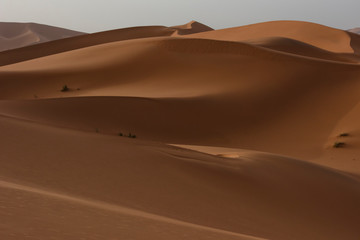 The beauty of the sand dunes in the Sahara Desert in Morocco. The Sahara Desert is the largest hot desert and one of the harshest environments in the world.