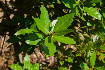 Foglie di alloro