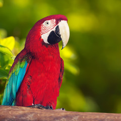 Fototapeta na wymiar Portrait of macaw