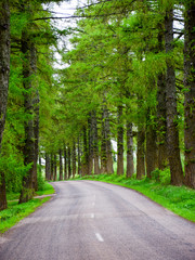 picture with green larch alley and asphalt road