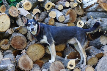 Portrait of a mischievous dog on the wood. Portrait of a dog on the background of weaving greenery.