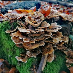 mushroom in forest