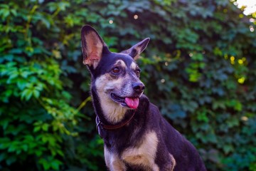 Portrait of a mischievous dog on the wood. Portrait of a dog on the background of weaving greenery.
