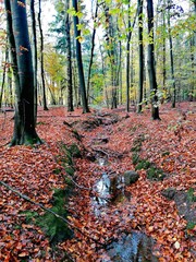 autumn in the park