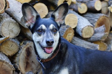 Portrait of a mischievous dog on the wood. Portrait of a dog on the background of weaving greenery.