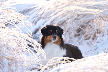 dog in snow