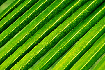 background leaf texture green pattern.nature background.