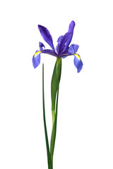 iris bleu de Hollande