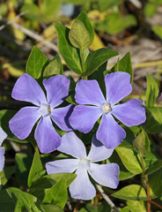 Fleur de pervenche bleue