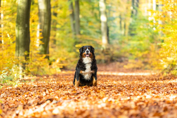 bernese mountain dog in autumn