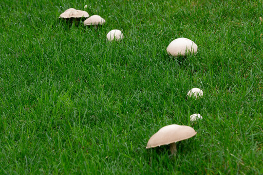 Wiesenchampion (Agaricus campestris), Feldergerling, Wiesenegerling, Nordrhein-Westfalen, Deutschland, Europa