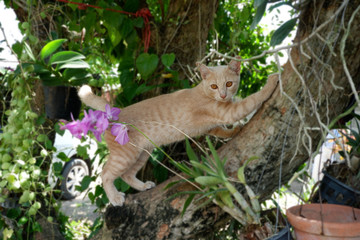 cat on a tree