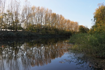 Fototapeta premium Autumn forest reflection in Danube - Tisa - Danube canal.