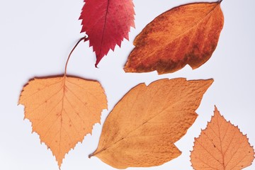 a few autumn leaves on a white background. Flat lay