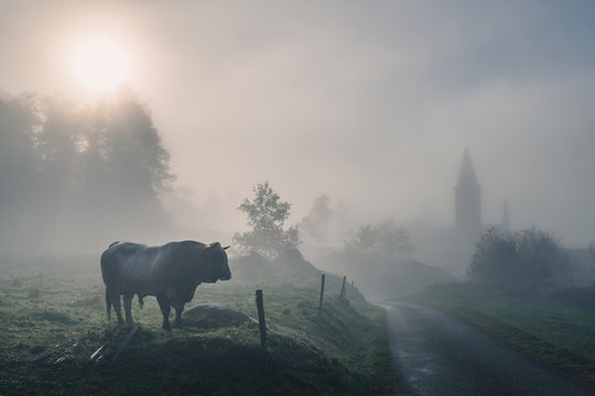 Misty Morning Countryside