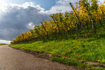 Fototapeta premium Vineyard beside a road