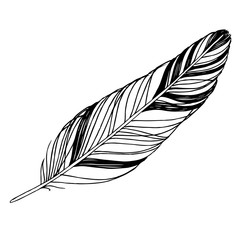 Vector Bird feather from wing isolated. Black and white engraved ink art. Isolated feathers illustration element.