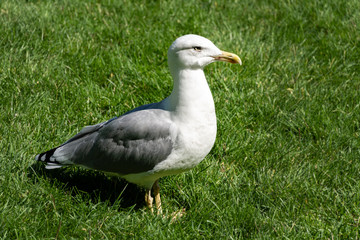 Beautiful single seagull Larus Canus stands on green grass background. Sunny autumn day.
