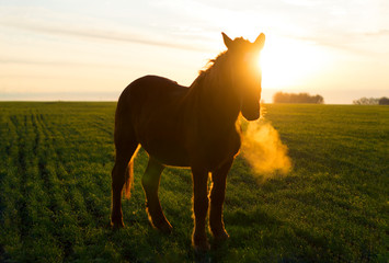 A red horse in a green field at dawn, the sun hits the lens directly through the horse's face,...