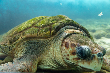 Sea turtle rescued at the bottom of the aquarium