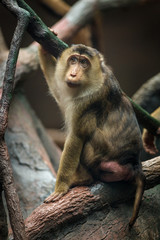 macaque pig portrait in nature	