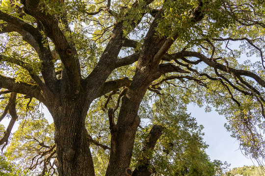 Large old small leafed Sessile oak (Quercus petraea) tree.