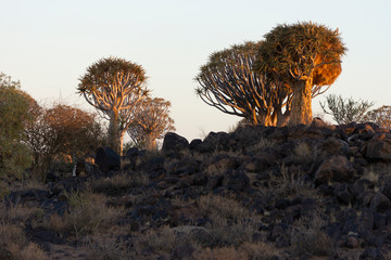 sunset in quiver tree camp