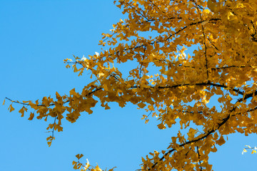 blue sky and yellow autumn leaves background, selective focus technique and copy space for text
