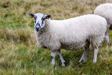 Curious speckled face sheep grazing in a field.