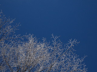 Winter landscape of hoarfrost on tree branches against bright and clear blue sky background with copy space