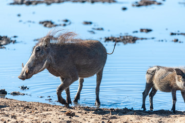 Fototapeta premium Closeup of a group of Common Warthogs - Phacochoerus africanus- near a waterhole of Etosha. Etosha National Park, Namibia.