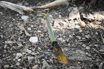 Banana plant coming out from soil Closeup shot