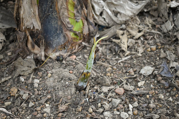 Banana plant coming out from soil Closeup shot