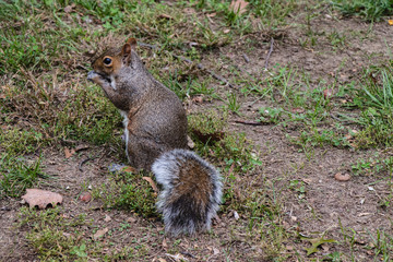 Ecureuil mange une noisette