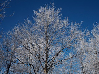 Fototapeta na wymiar Winter landscape with hoarfrost on tree branches against bright and clear blue sky background