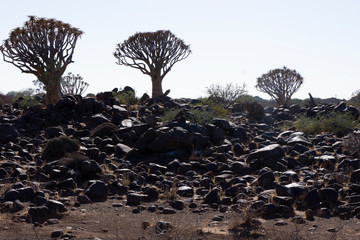 quiver tree camp