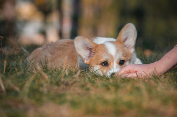 cute red puppy welsh corgi is lying  in fall park. Dog in autumn forest with colorful leaves