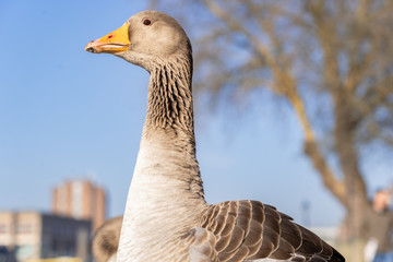 Greylag Goose standing tall and proud.