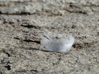 Single white feather on granite stone beach