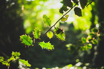 Closeup of green leafs on a branch in the forest of Brighton, UK.