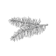 Hand Drawn Christmas Pine Twig Fir-Needle Vector Illustration. Abstract Rustic Sketch. Winter Holiday Engraving Style Drawing.